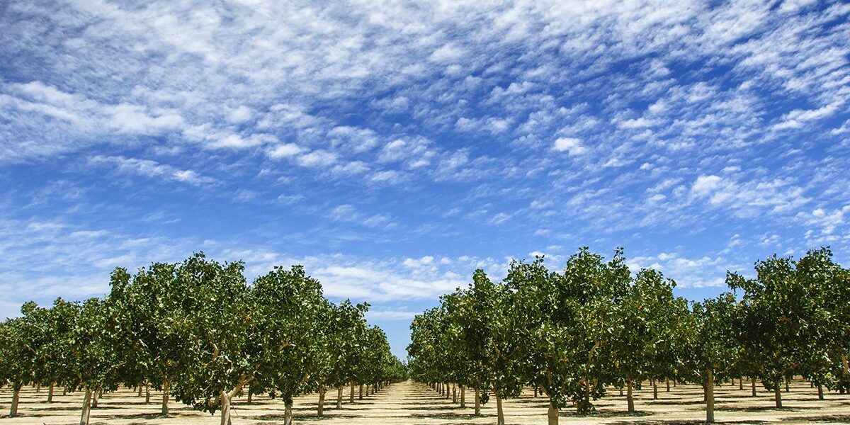 Orchard of Ripening Pistachio Nuts